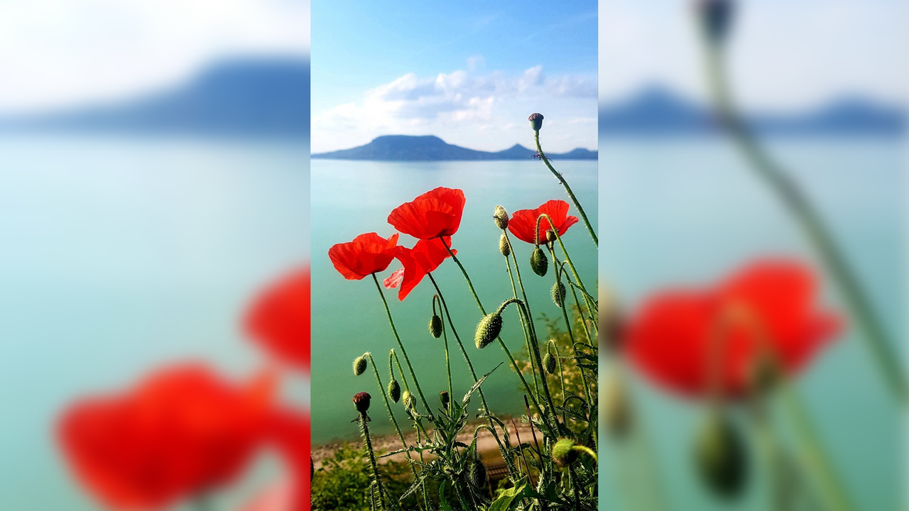 Mohnblüten