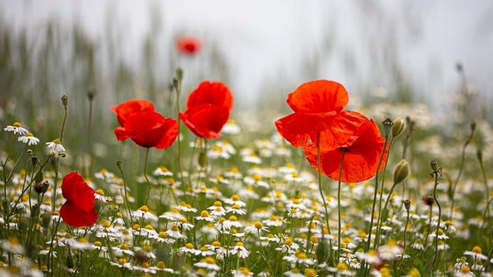 Mohnblüten