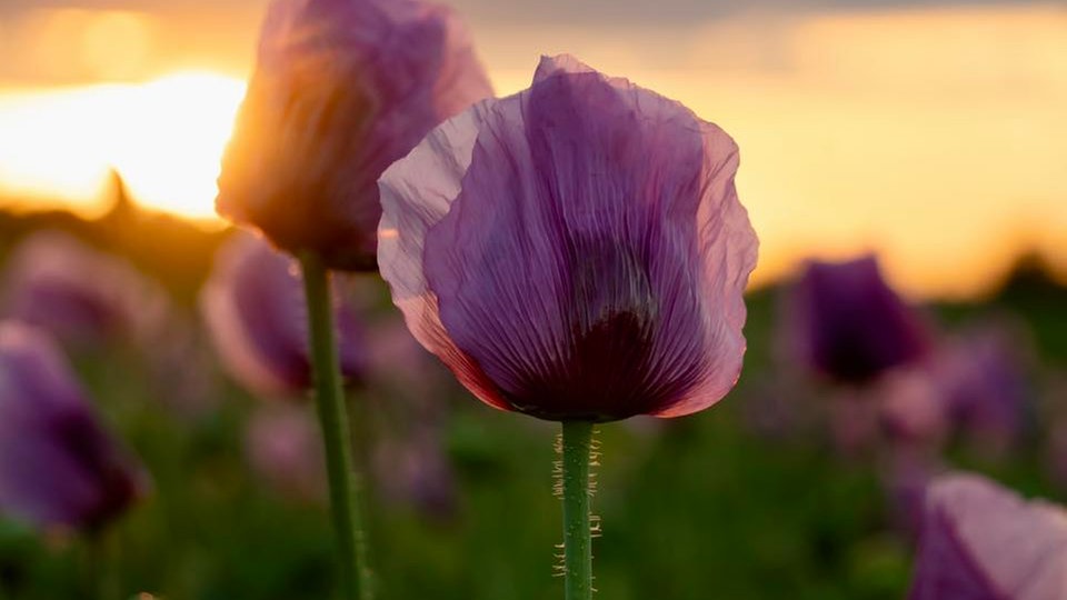 Mohnblüten