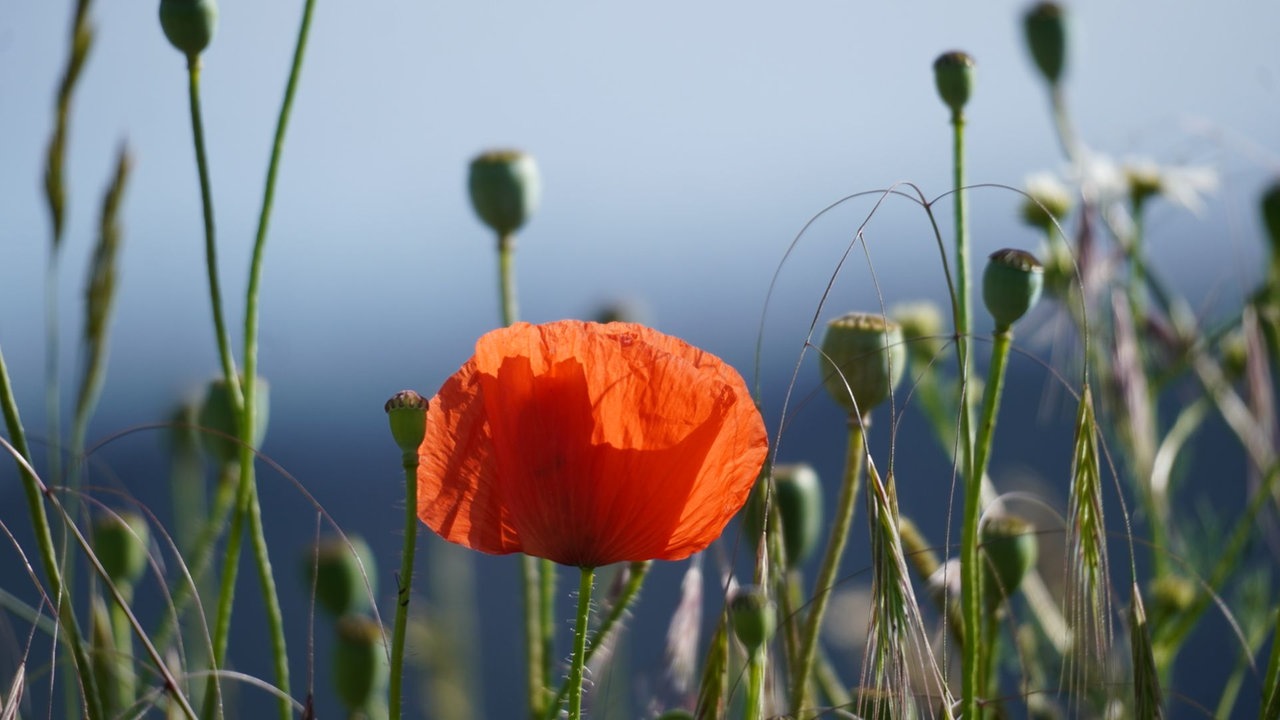 Mohnblüten