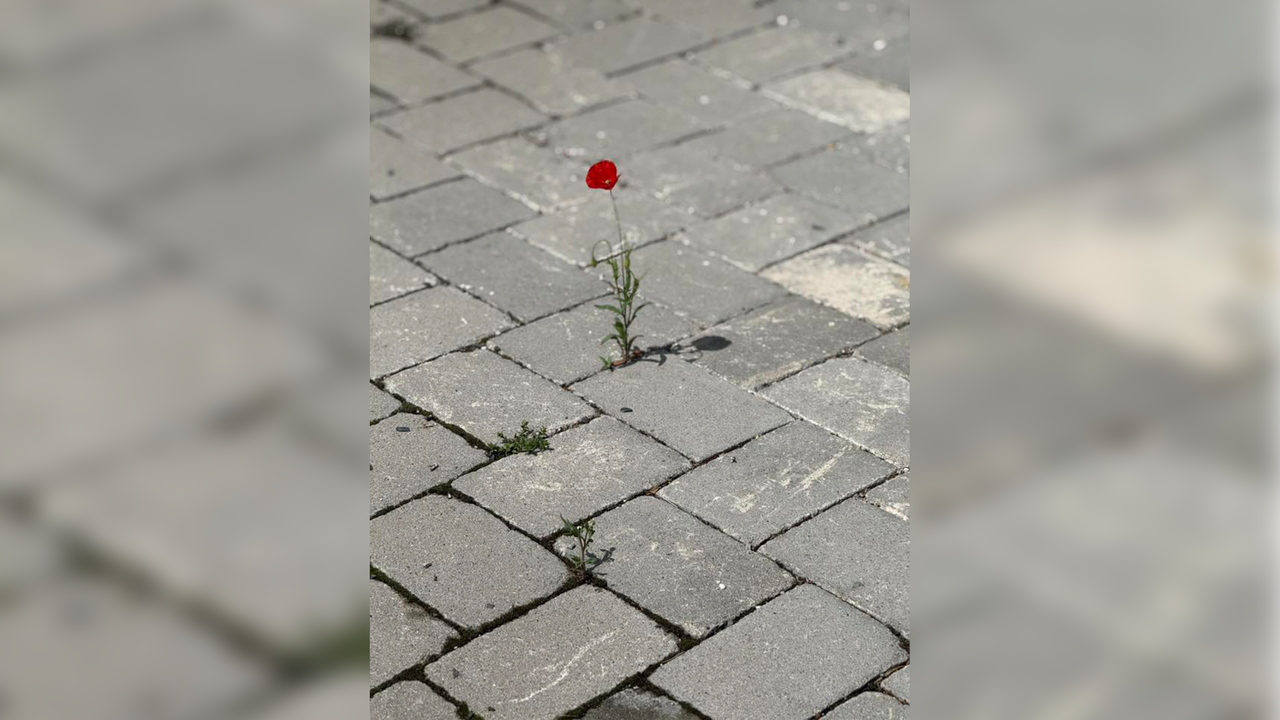 Mohnblüten