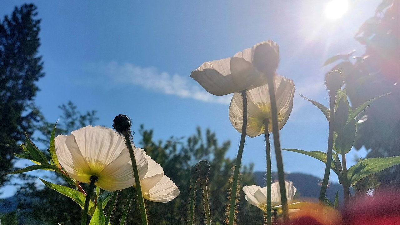Mohnblüten