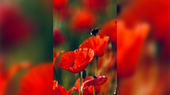 Mohnblüten