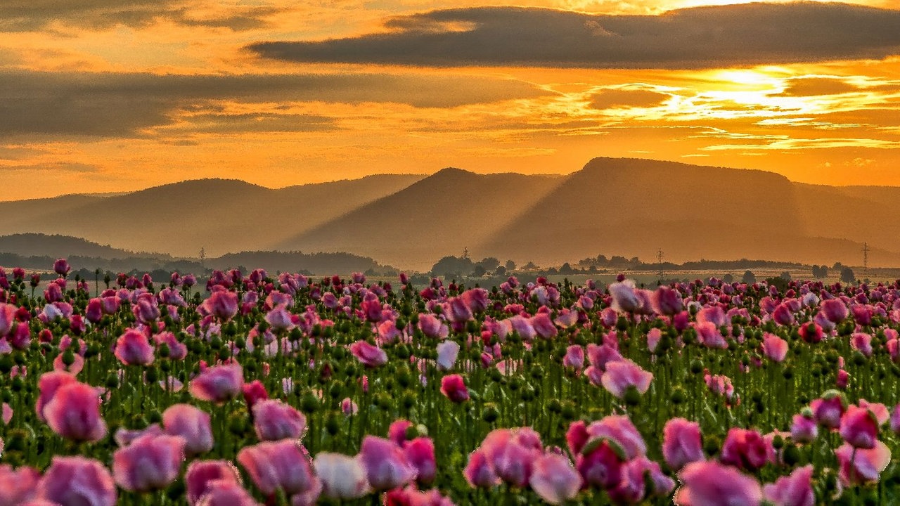 Mohnblüten
