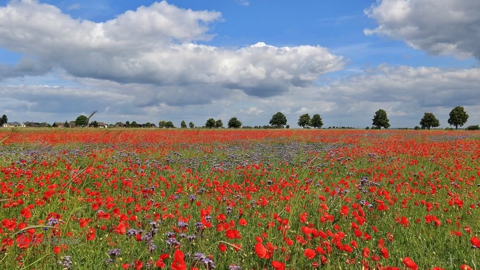 Mohnblüten