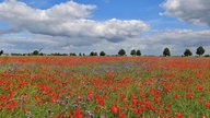 Mohnblüten
