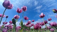 Mohnblüten