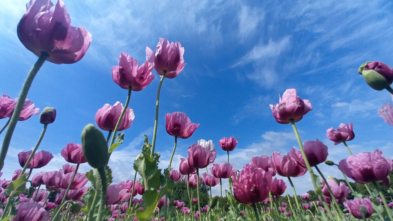 Mohnblüten