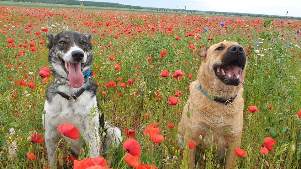 Mohnblüten