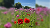 Mohnblüten