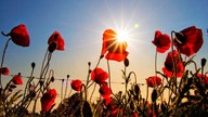 Mohnblüten