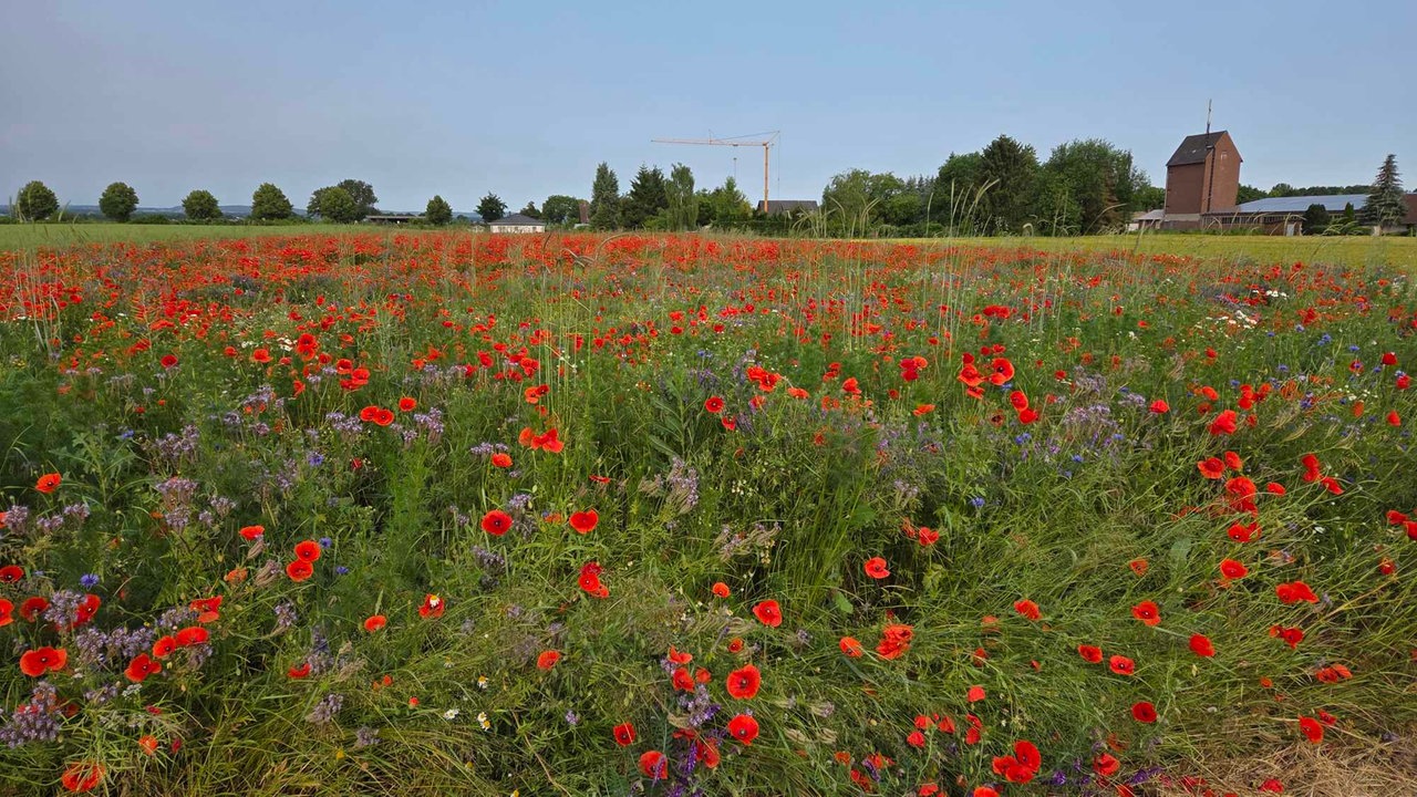Mohnblüten