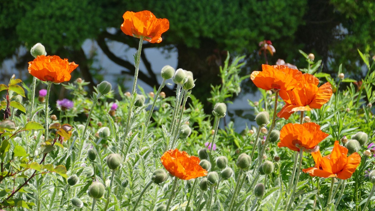 Mohnblüten