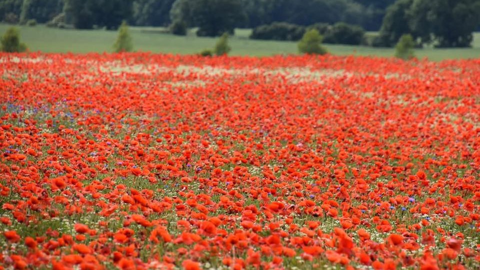 Mohnblüten