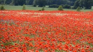 Mohnblüten