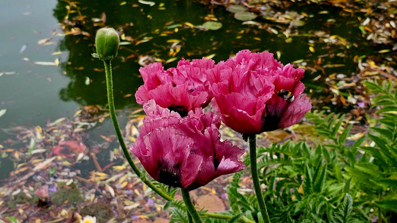 Mohnblüten