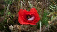 Mohnblüten