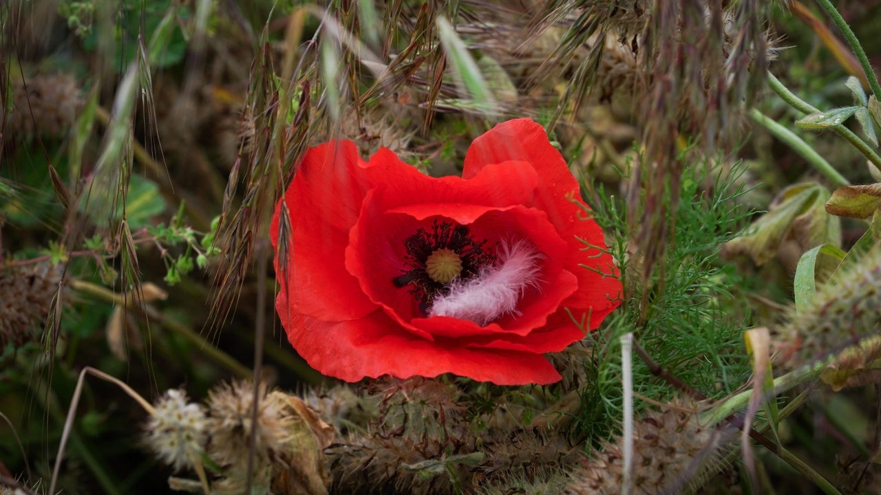 Mohnblüten