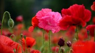 Mohnblüten