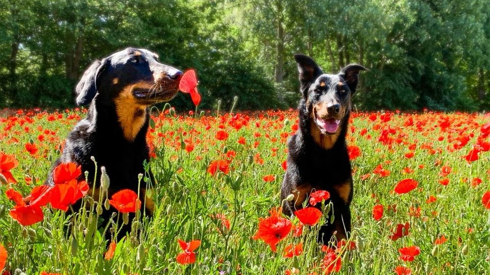 Mohnblüten