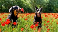 Mohnblüten
