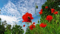 Mohnblüten