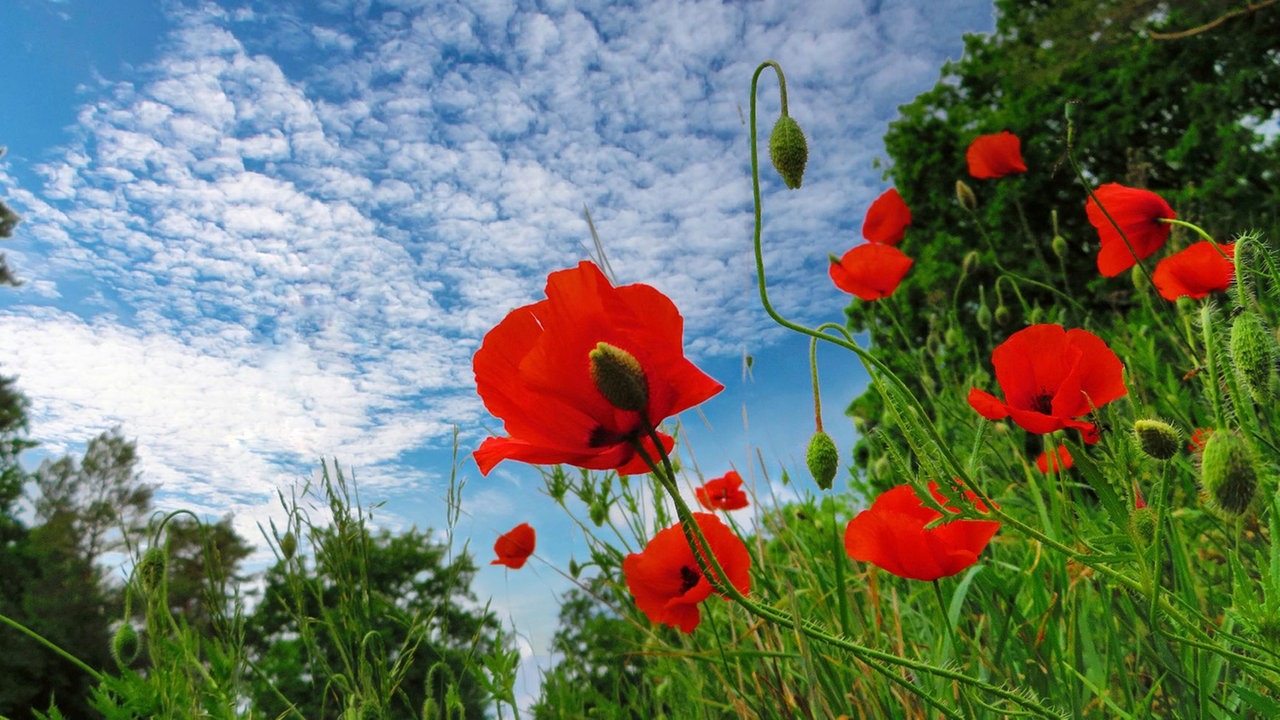 Mohnblüten