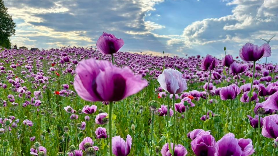 Mohnblüten