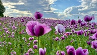 Mohnblüten