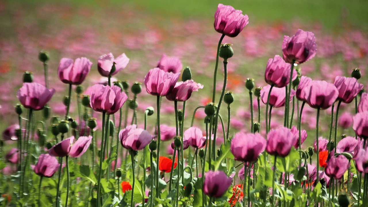 Mohnblüten
