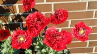 Mohnblüten