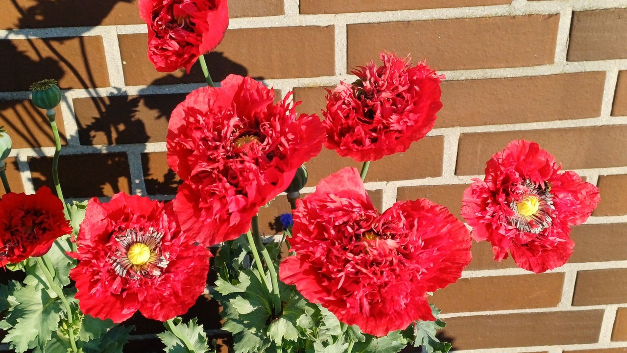Mohnblüten