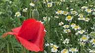 Mohnblume 