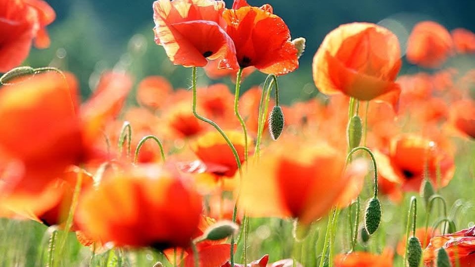 Mohnblumen 