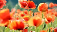 Mohnblumen 
