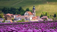 Mohnblumen