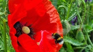 Mohnblumen 
