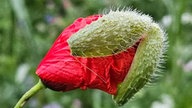 Mohnblumen