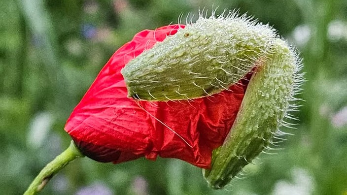 Mohnblumen
