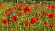 Mohnblumen 