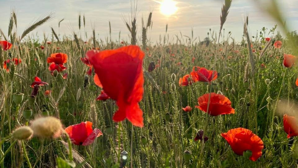 Mohnblumen 
