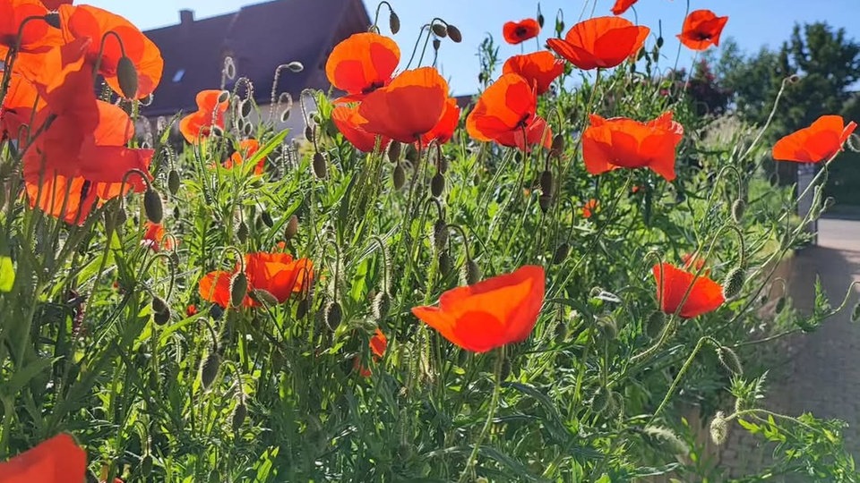 Mohnblumen 