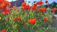 Mohnblumen 