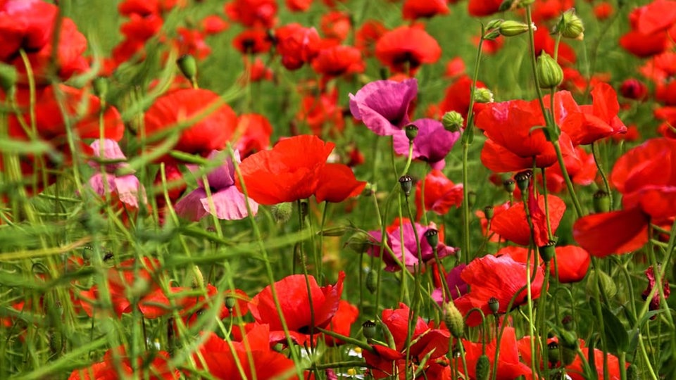 Mohnblumen 