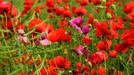 Mohnblumen 