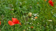 Mohnblumen 
