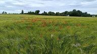 Mohnblumen 