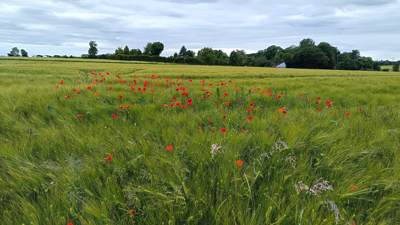 Mohnblumen 
