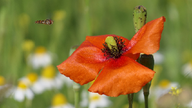Mohnblumen 