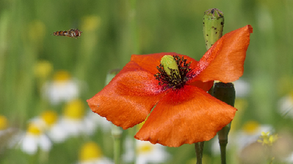 Mohnblumen 